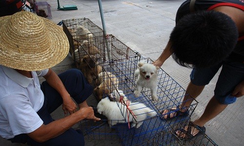 Người Trung Quốc kêu gọi chính phủ cấm thịt chó, mèo