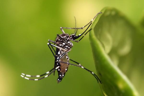 Muỗi vằn Aedes có thể bay được bao xa để truyền virus Zika gây bệnh?