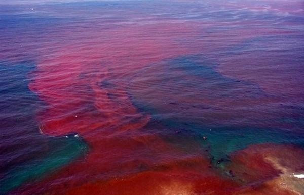 Những cơn thủy triều đỏ khủng khiếp nhất thế giới