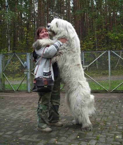 Những chú chó cưng “khổng lồ” trên thế giới