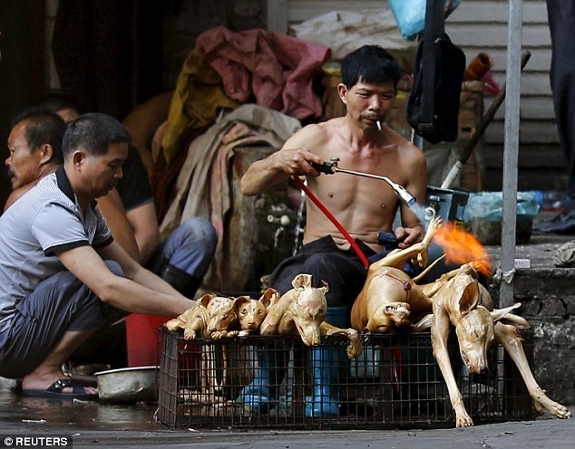 11 triệu chữ ký phản đối lễ hội thịt chó Trung Quốc