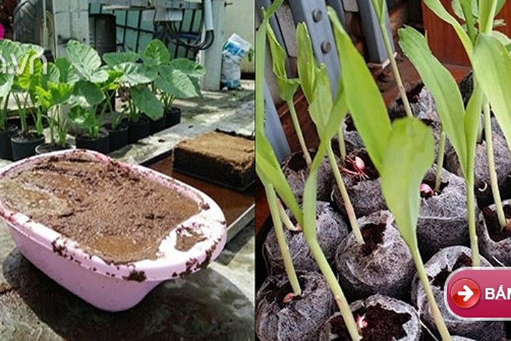 8X Sài thành trồng rau lên mơn mởn từ xơ dừa tại nhà