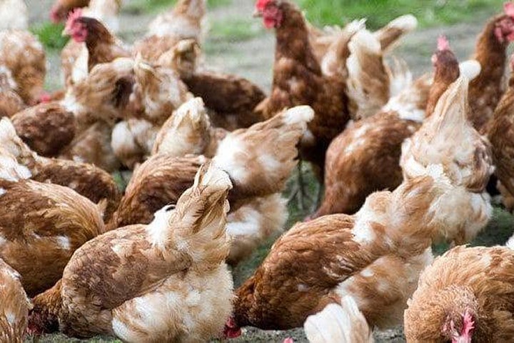 Vi khuẩn chết người trong thịt gà có thể kháng lại thuốc kháng sinh