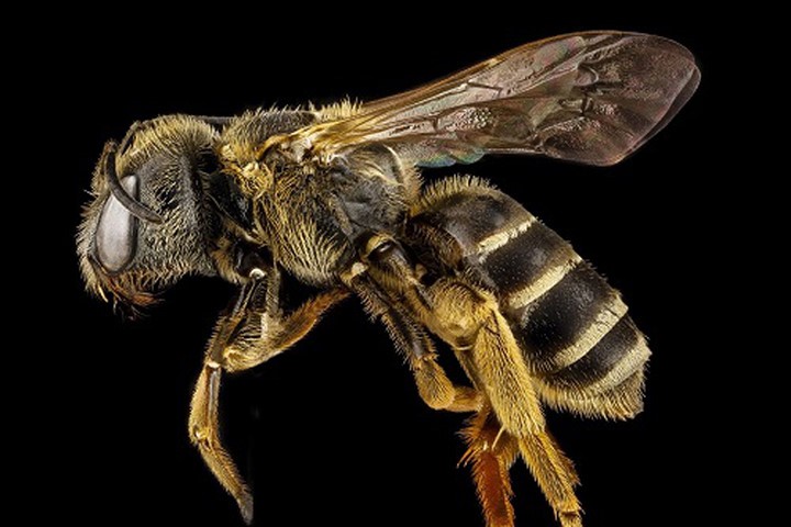 Nọc ong có thể tiêu diệt virus HIV?
