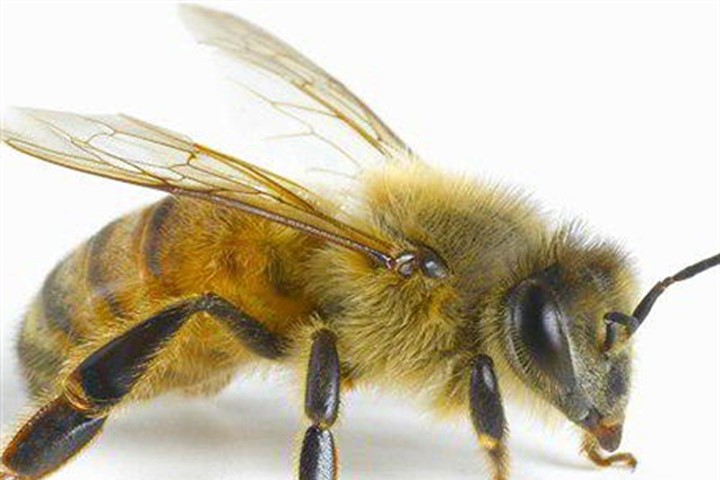 Vì sao nọc độc của ong bắp cày còn nguy hiểm hơn rắn cắn?