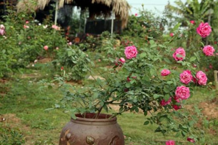 Vườn hồng cổ giá tới trăm triệu một cây của nữ chủ nhân 9X