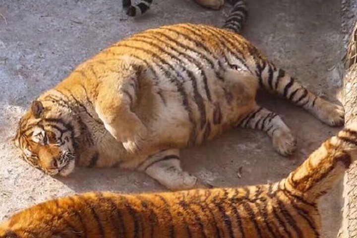 Tận thấy "chúa sơn lâm" béo phì trong sở thú Trung Quốc