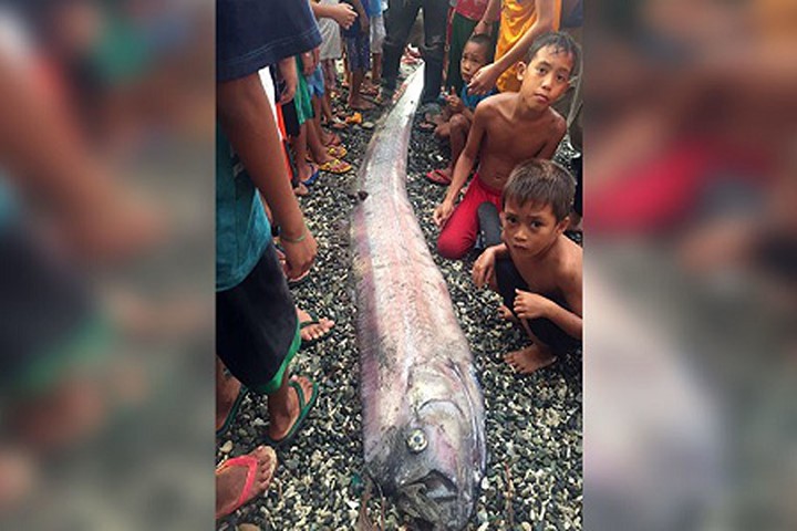Cá rồng biển liên tiếp dạt vào Philippines, gây lo ngại về động đất