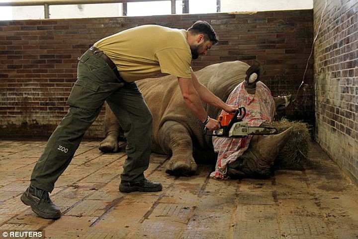 Vườn thú cưa sừng tê giác để ngăn trộm