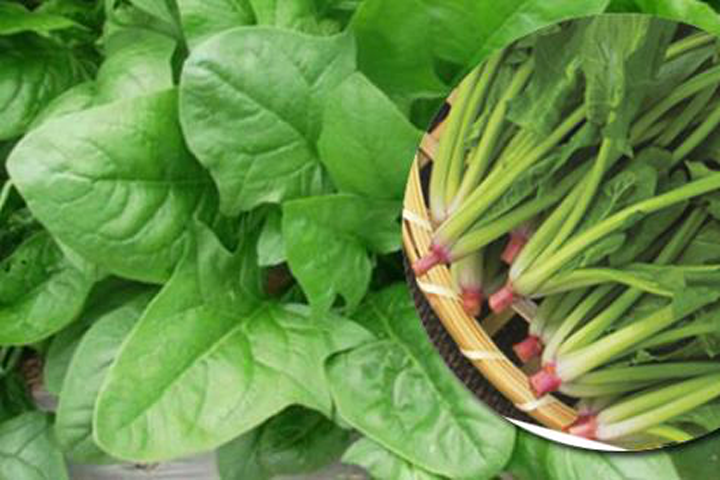 Bật mí cách trồng rau cải bó xôi ngừa ung thư cực tốt cho cả nhà