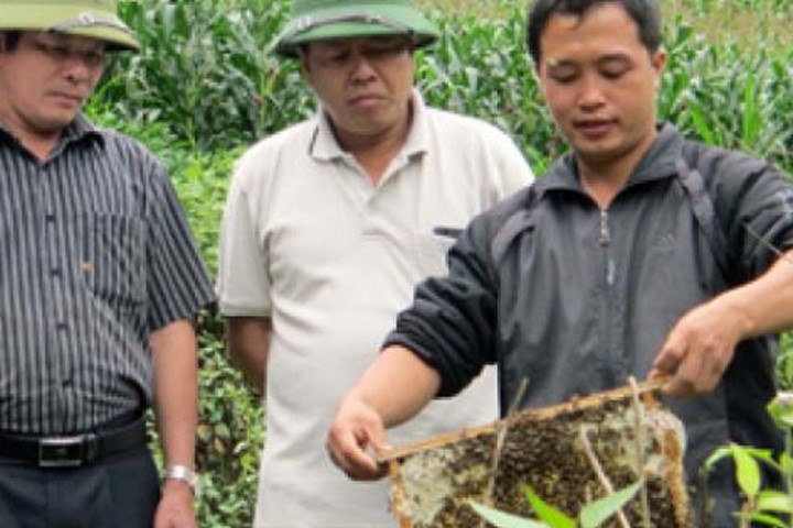 Thực phẩm sạch: Chàng trai 8x có tài điều khiển hàng nghìn con ong