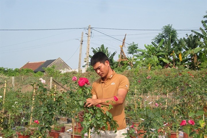 Anh Trọng chăm sóc cây hoa hồng