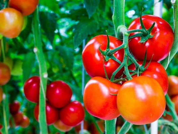 Bí quyết trồng cà chua ngon, mọng nước tại nhà