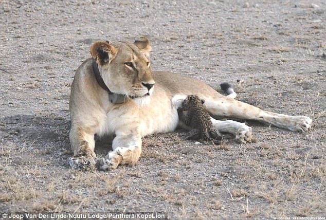 Hình ảnh “sưởi ấm trái tim” hiếm có giữa sư tử mẹ và báo con