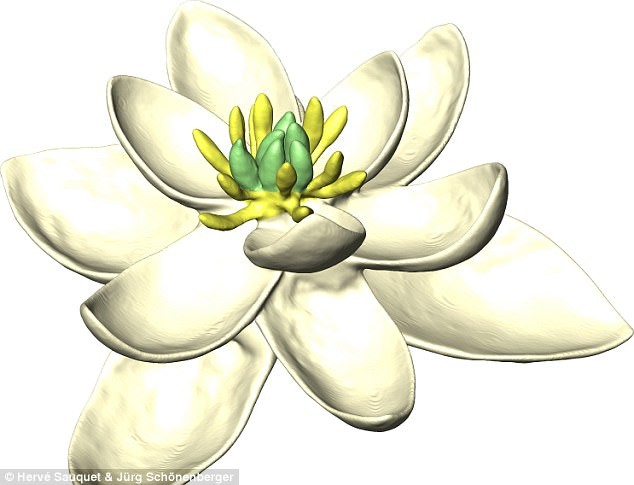 Hình ảnh minh họa tổ tiên của 300.000 loài hoa