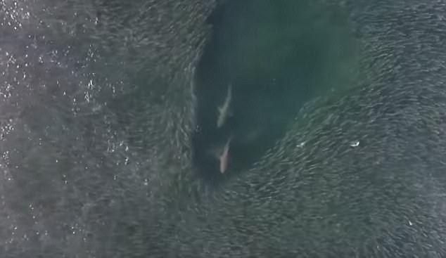 Cảnh tượng cá mập bơi giữa đàn cá mòi đông nhung nhúc