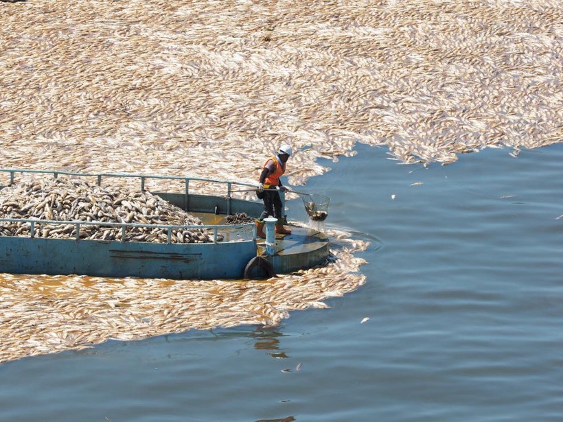 Đài Loan: Cá chết nổi trắng sông
