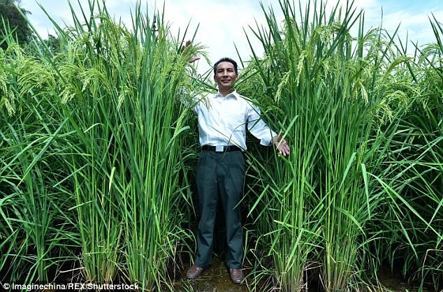 Các nhà khoa học Trung Quốc cho biết đã tạo ra loại lúa khổng lồ