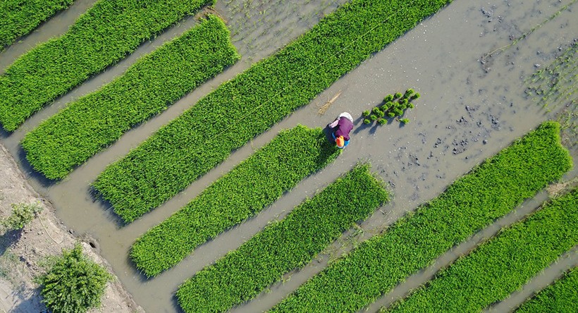 Người nông dân cấy lúa ở Trung Quốc