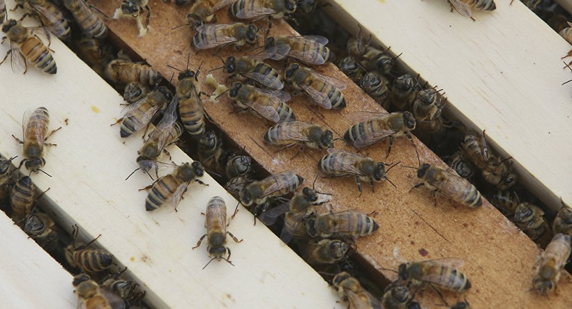 Hơn 30 người  nhập viện vì bầy ong tấn công vào một lễ tang