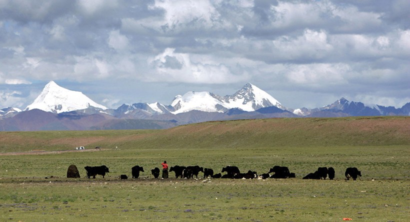 Đồng cỏ ở hạt Nagqu, Tây Tạng