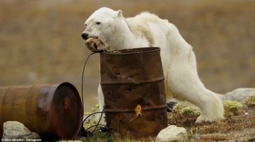 Xót xa chú gấu bắc cực lê bước tìm thực phẩm trước khi lìa đời
