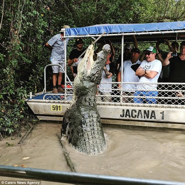 Cá sấu Dominator được ước tính dài khoảng 6 mét