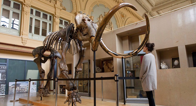 Bộ xương voi ma mút được trưng bày trước khi được bán đấu giá