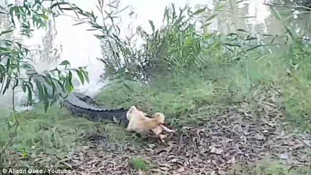 Chú chó nhỏ đuổi cá sấu 3,3 mét chạy bán sống bán chết