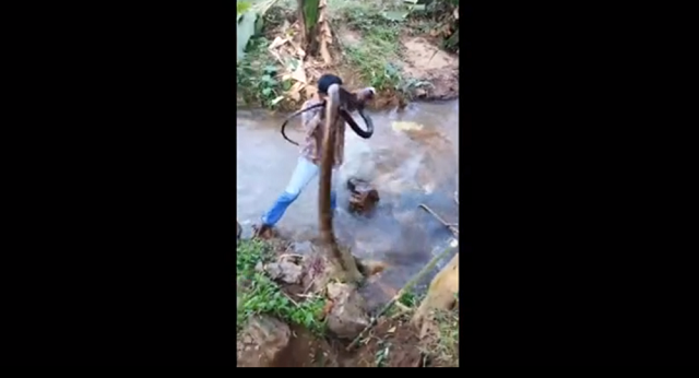 Hình ảnh con rắn hổ mang được cứu khỏi dòng suối