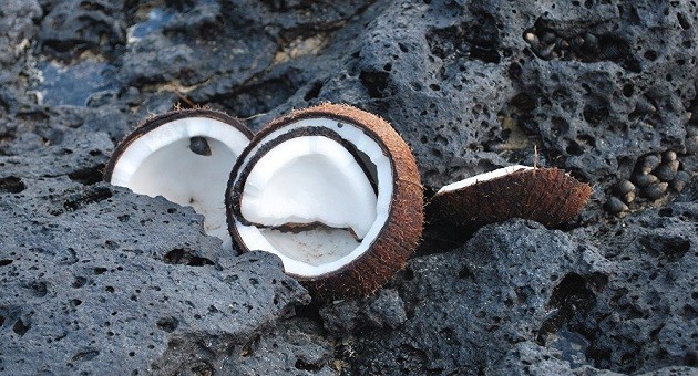 Một quả dừa để trong quan tài có thể phát nổ khi đưa vào hỏa táng