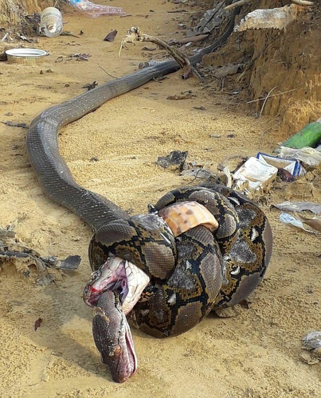 Cuộc chiến sinh tử giữa rắn hổ mang chúa và trăn khủng
