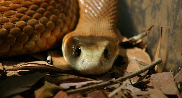 Một con rắn nâu