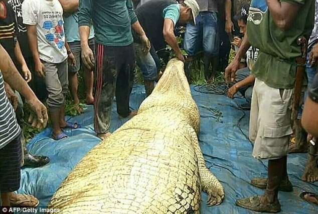Tìm thấy chi người trong bụng cá sấu dài 6 mét