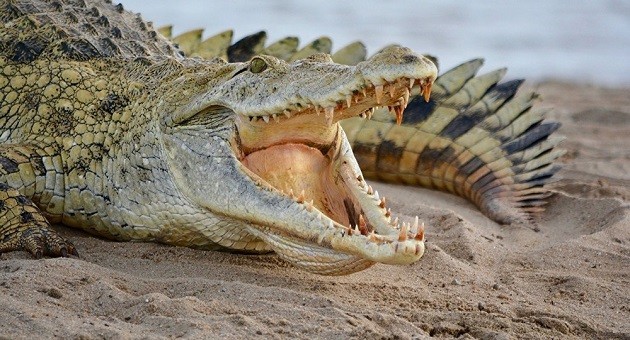 Australia: Mang cá sấu 4 mét vào lớp học làm giáo cụ trực quan