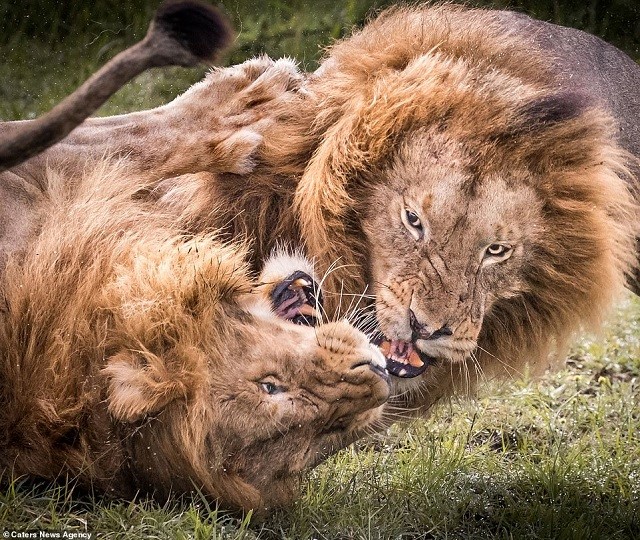 Cuộc giao tranh ác liệt của 2 con sư tử tại Kenya.
