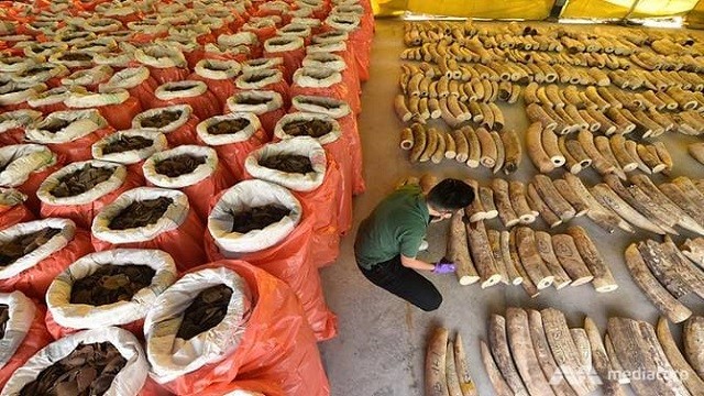 Nhà chức trách Singapore đã thu giữ 11,9 tấn vảy tê tê và 8,8 tấn ngà voi 