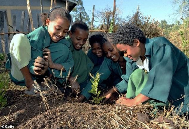 Ethiopia cho biết đã trồng được 350 triệu cây trong một ngày