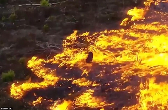 Rừng Amazon đang cháy với tốc độ kỷ lục