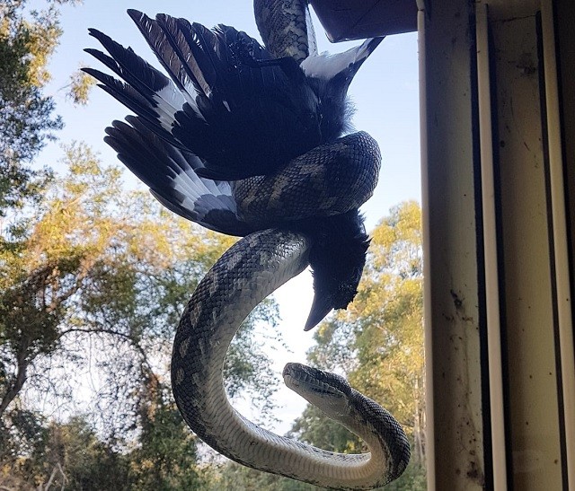 Hình ảnh chú chim đáng thương bị một con trăn siết chặt tại Australia.