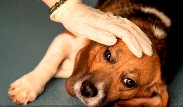 Nhiều chú chó ở Na Uy đã chết vì một căn bệnh bí ẩn.