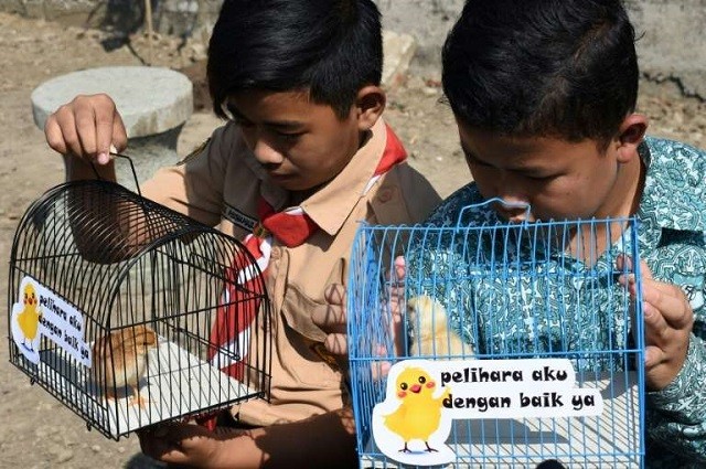 Trẻ em Indonesia được phát gà con để nuôi