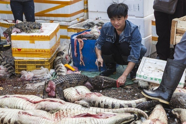 Trung Quốc ban lệnh cấm buôn bán, ăn thịt động vật hoang dã