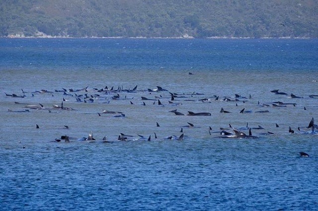 Hàng trăm cá voi mắc kẹt ở Tasmania