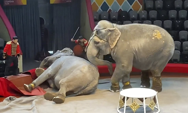 Video khán giả hú vía bỏ chạy vì voi ẩu đả nhau khi biểu diễn xiếc