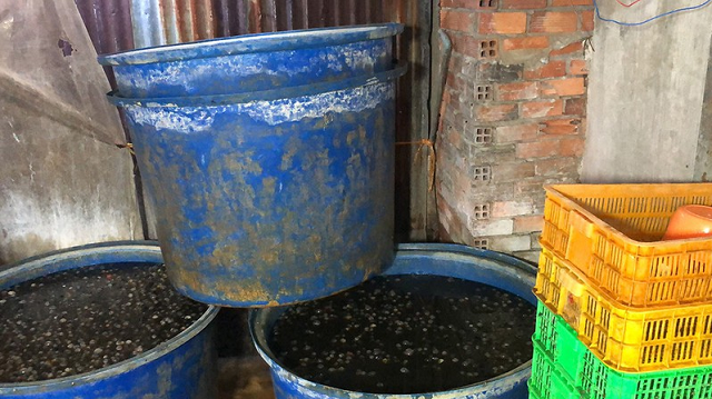 Công an phát hiện số lượng lớn ốc sơ chế mất vệ sinh, ngâm với hóa chất công nghiệp ở hai cơ sở gần Chợ Bình Điền. Ảnh CA.

