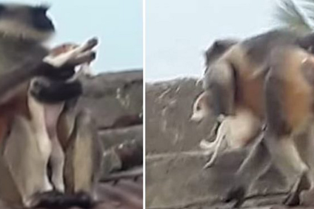 Khỉ kéo chó lên nóc nhà để thả xuống trả thù.