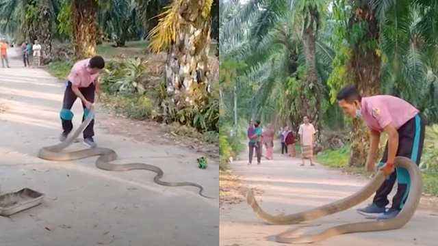 Con rắn hổ mang chúa dài 4,5 mét được kiểm soát nhanh chóng.