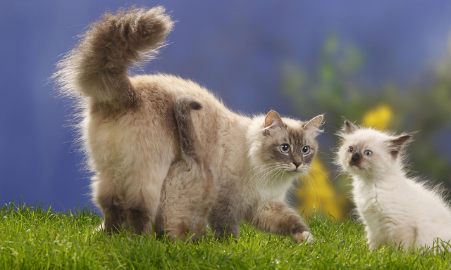 Những con mèo từ Nga sẽ bị áp lệnh trừng phạt của FIFe.