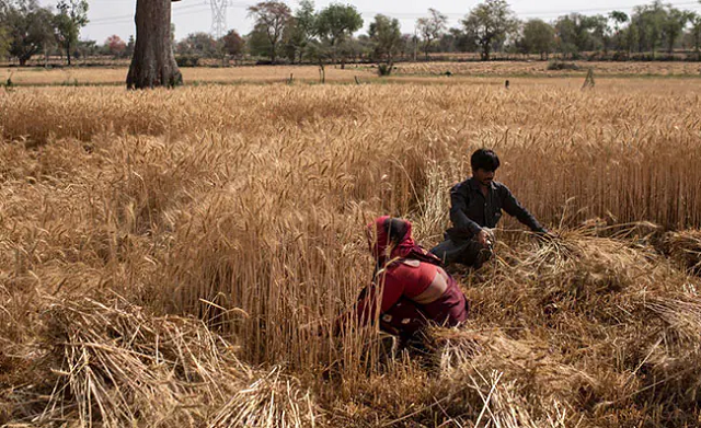 Nông dân Ấn Độ làm việc trên cánh đồng.
